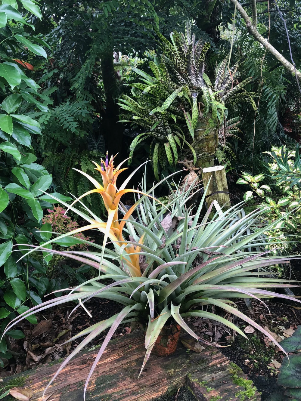 Tillandsia capitata (yellow form) — Vintage Green Farms with Tom